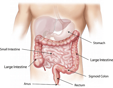 Digestive System Diseases