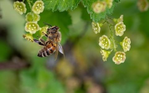 Bees and Honey Bees and Honey