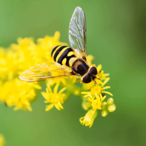 Bees, Honey and Health Benefits