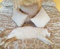 A picture of my cat Bolt taking a nap on the bed. One of his favorite spots.