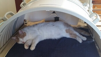 A picture of my cat Bolt in the SOQI FIR Far Infrared Therapy Dome