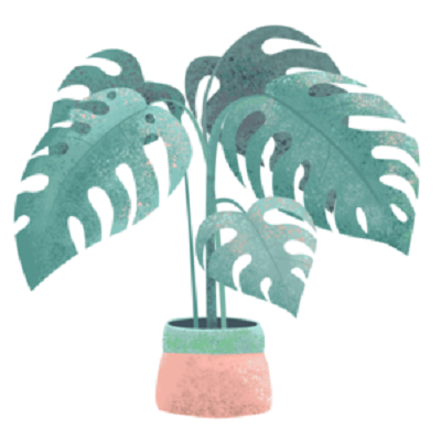 Monstera Plant