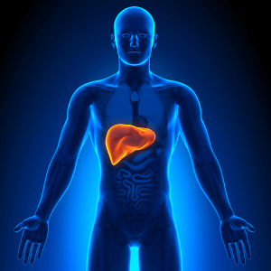 Hepatic System Supplemens for Liver Health