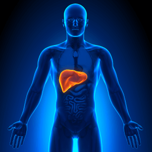 Hepatic System Hepatic System Supplemens for Liver Health