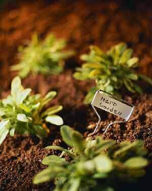 Herbs and their Herbal Properties Herbs and their Herbal Properties