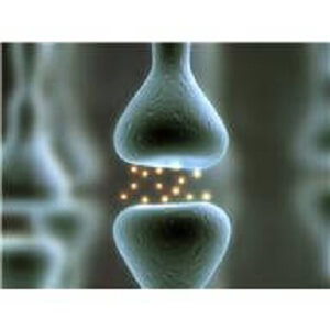 Healthy Brain Nerve Synapse