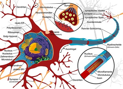 Nervous System Disorders and Overview