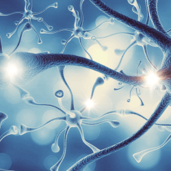 Nervous System Nervous System
