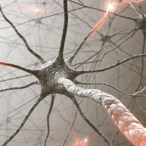 Nervous System