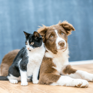 Furry Friends