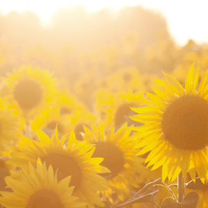 far infrared light sunflowers