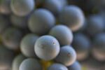 grape seed extract