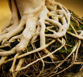 licorice root