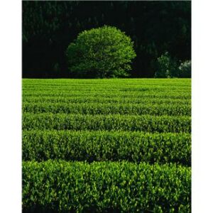 Tea Tree