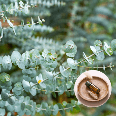 Eucalyptus Oil