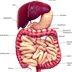 Digestive System