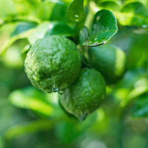 Bergamot Essential Oil