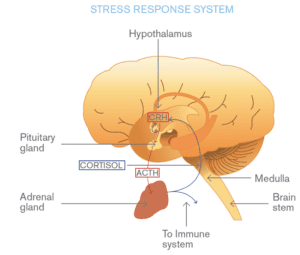 brain health supplments 