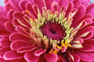 Bach Flower Essence