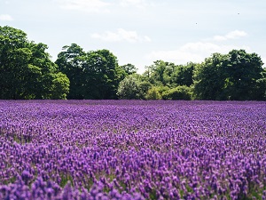 Lavender Fields Lavender Essential Oil