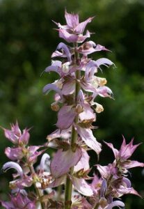 Clary Sage Essential Oil