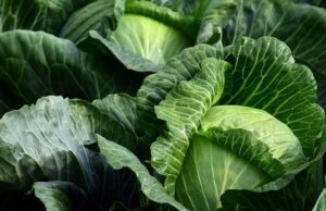 punjabi cabbage and beets