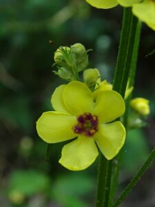 Lymphatic Drainage, Mullein is a great herb for that.
