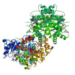methylation