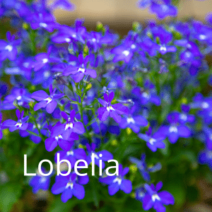 lobelia