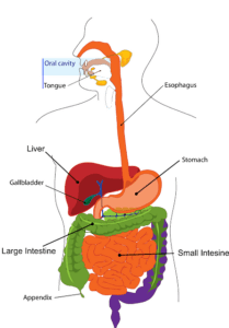 digestive enzymes