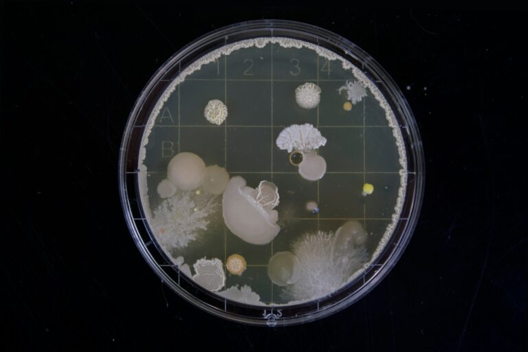 microbiome gut health good bacteria