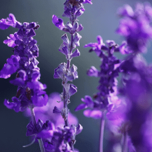 balancing essential oils