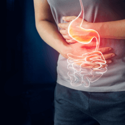 Colon Intestinal System