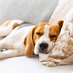 dog sleeping rest your body