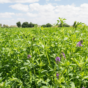 trace minerals alfalfa