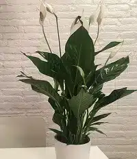 benefits of houseplants