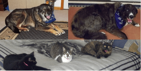 dogs and cats - my fur babies