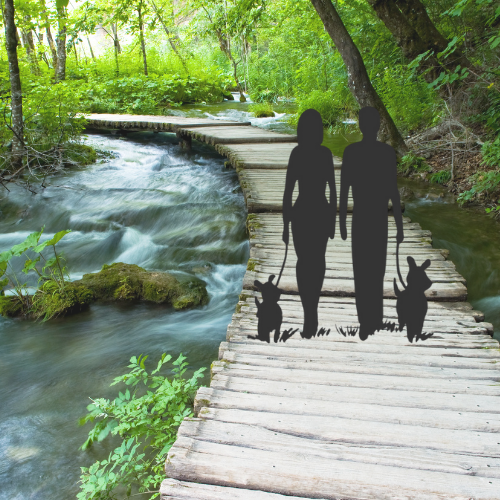Health and Wellness Programs