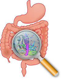 Gut Health Lymes Disease