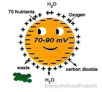 Cellular Energy Positive Potential