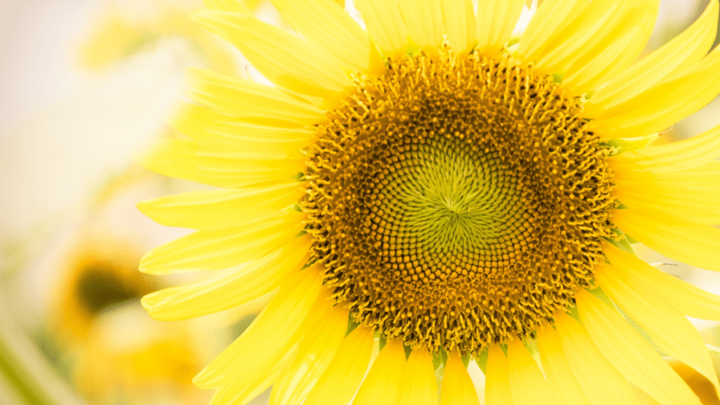 Sunshine Sharing Newsletters by Steven Horne